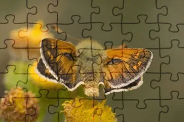 Esperia comma jigsaw puzzle