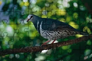 Piccione wonga jigsaw puzzle