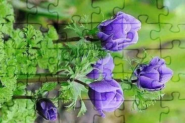 flores jigsaw puzzle