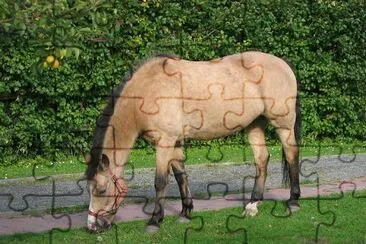 Buckskin new forest jigsaw puzzle