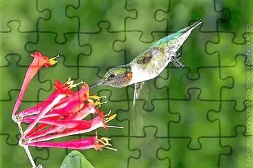natural jigsaw puzzle