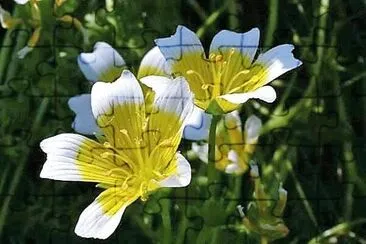flores jigsaw puzzle
