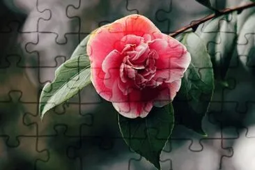 Foto jigsaw puzzle