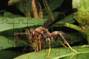 Polistes metricus jigsaw puzzle