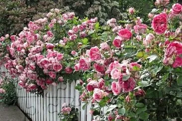flores jigsaw puzzle