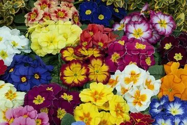 Gorgeous Primrose Garden