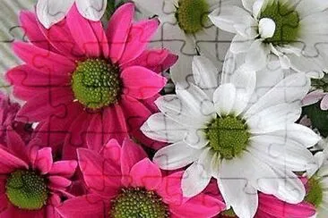 flores