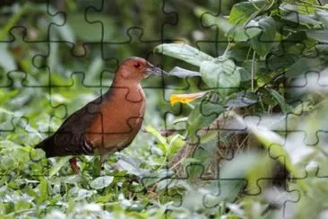 Schiribilla panciafasciata jigsaw puzzle