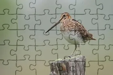 Beccaccino di wilson jigsaw puzzle