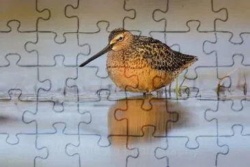 Piro piro pettorossiccio asiatico jigsaw puzzle