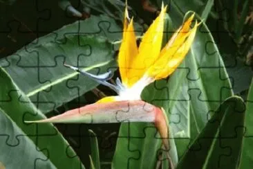 OK jigsaw puzzle