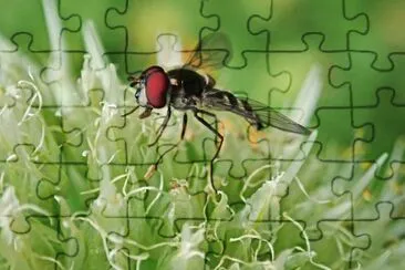 OK jigsaw puzzle