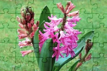 OK jigsaw puzzle