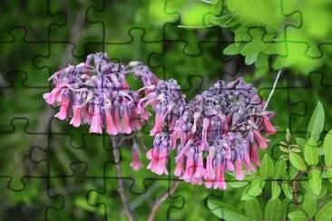 OK jigsaw puzzle