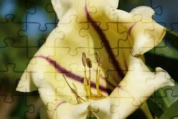flor jigsaw puzzle