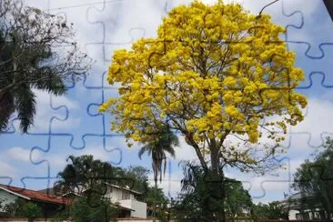 IpÃª Amarelo - Ã¡rvore sÃ­mbolo do Brasil