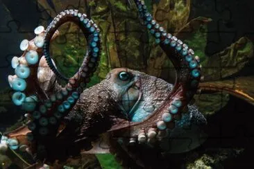 Octopus