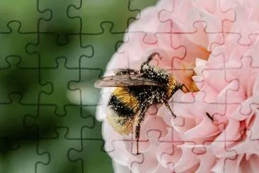OK jigsaw puzzle