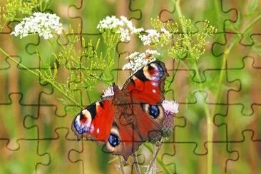 OK jigsaw puzzle