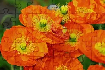 OK jigsaw puzzle