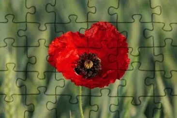 OK jigsaw puzzle