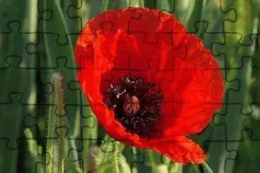 OK jigsaw puzzle