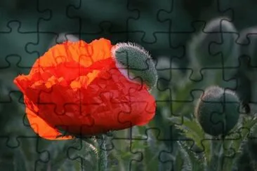 OK jigsaw puzzle