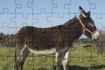 Di bourbonnais jigsaw puzzle