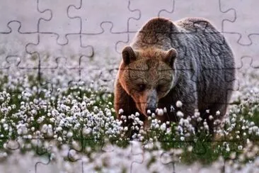 Animais jigsaw puzzle