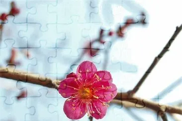 flores jigsaw puzzle