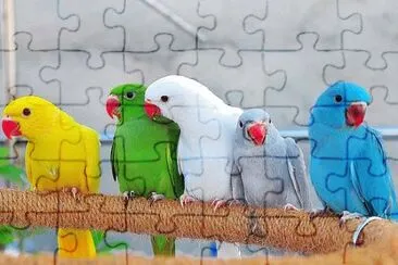 Animais jigsaw puzzle