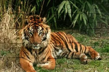 Animais jigsaw puzzle