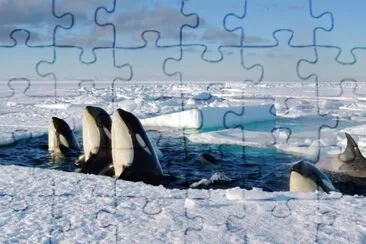 Animais jigsaw puzzle