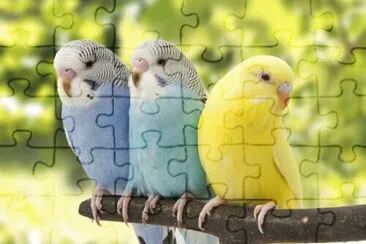 Animais jigsaw puzzle