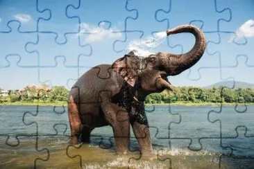 Animais jigsaw puzzle