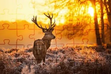 Animais jigsaw puzzle