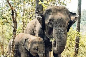 natural jigsaw puzzle