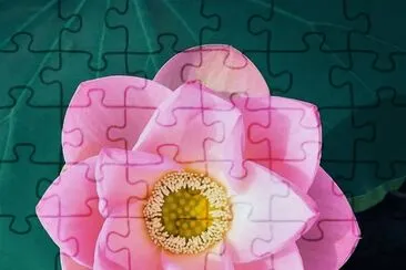 flores jigsaw puzzle