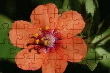 OK jigsaw puzzle