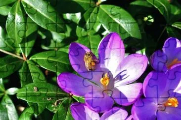Imagem jigsaw puzzle
