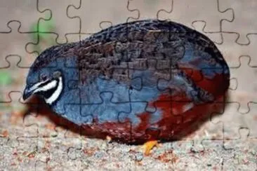 Imagem jigsaw puzzle