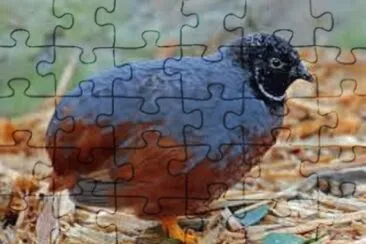 Imagem jigsaw puzzle