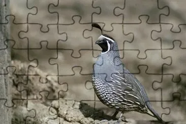 Imagem jigsaw puzzle