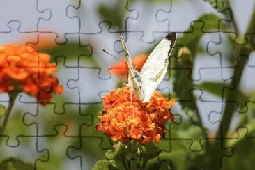 OK jigsaw puzzle
