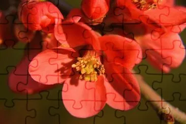 OK jigsaw puzzle
