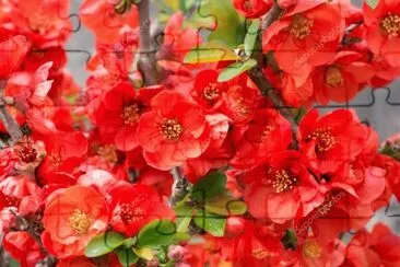OK jigsaw puzzle
