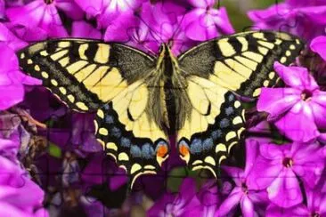 Mariposa 1 jigsaw puzzle