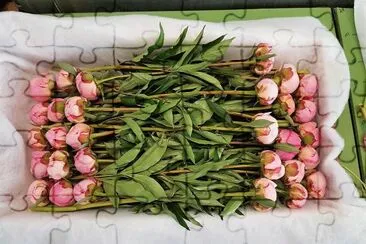 flores