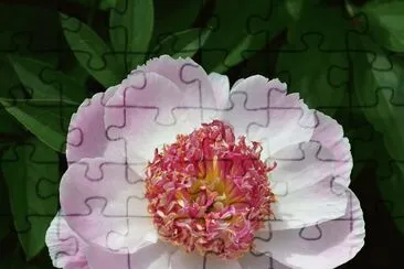 flores jigsaw puzzle