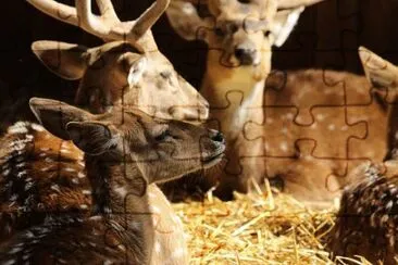 Imagem jigsaw puzzle